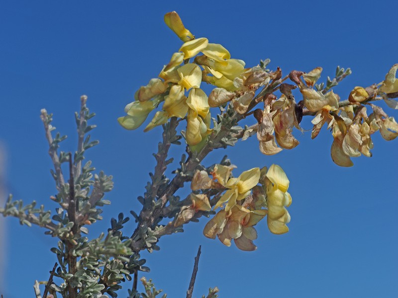 Wiborgia sericea photo 7