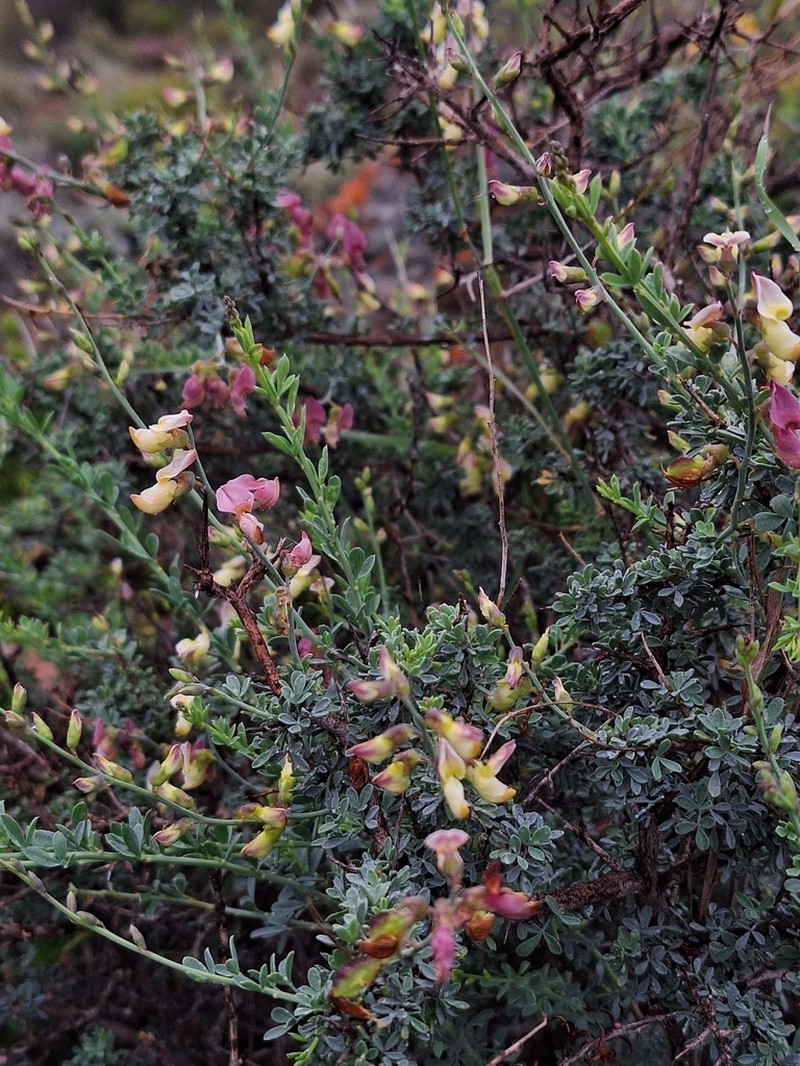 Wiborgia sericea photo 8