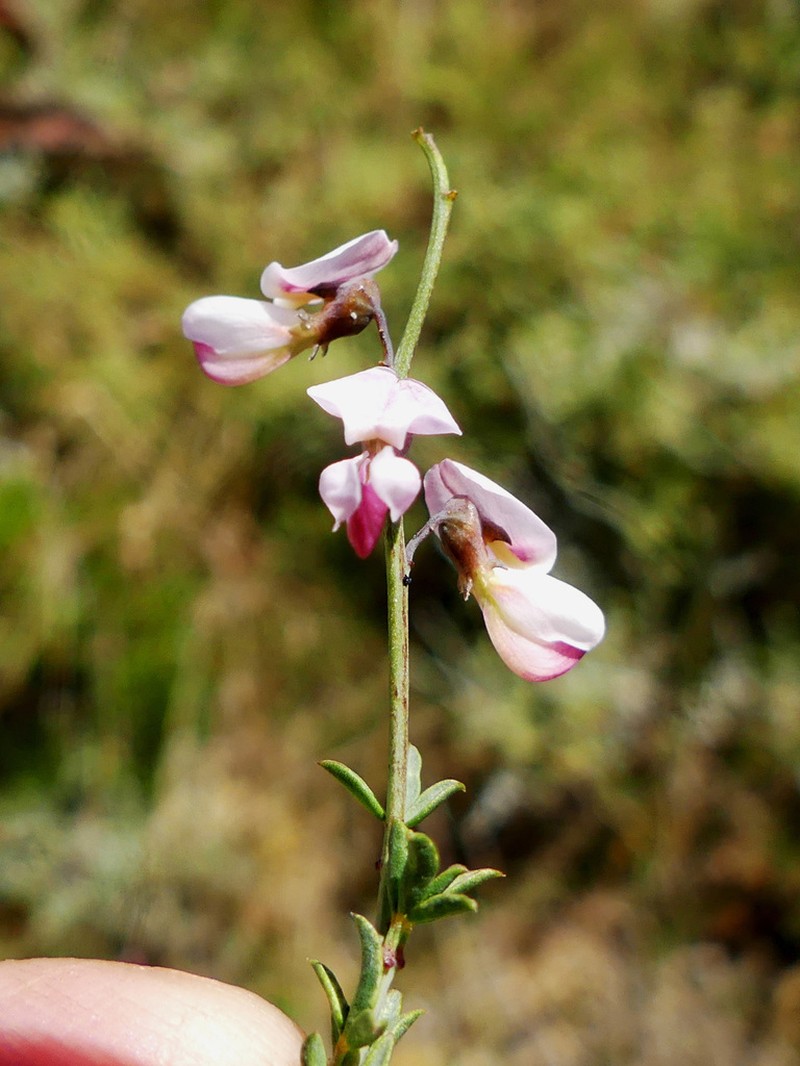 Wiborgia tenuifolia