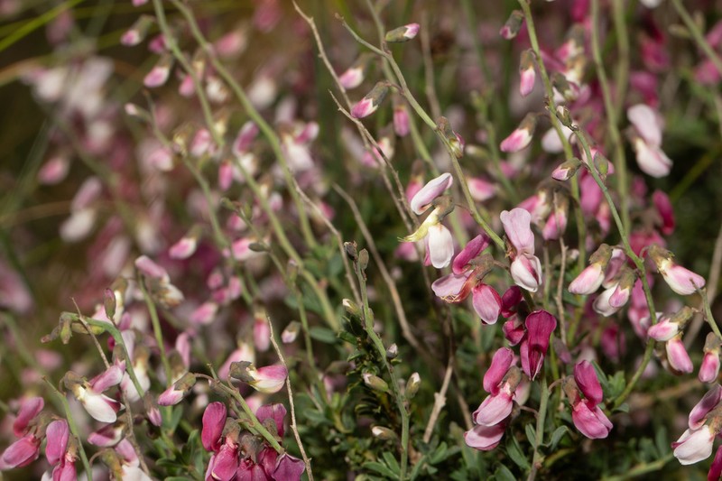 Wiborgia tenuifolia photo 2