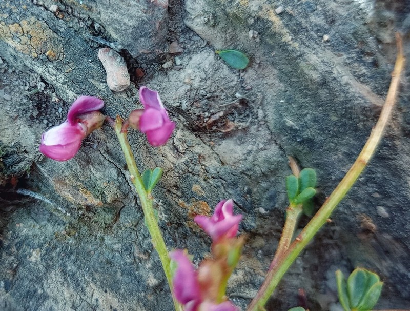 Wiborgia tenuifolia photo 3