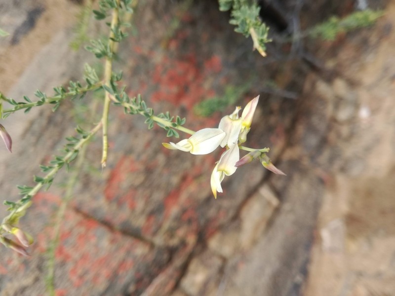 Wiborgia tenuifolia photo 4
