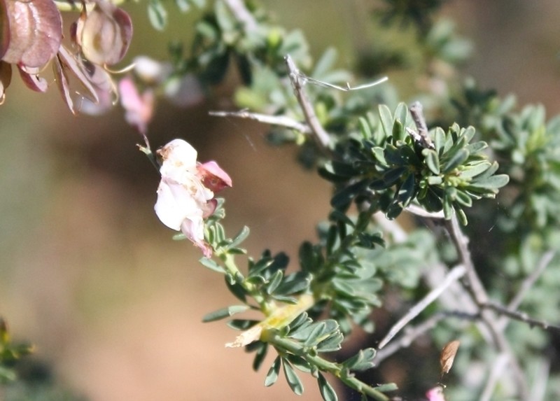 Wiborgia tenuifolia photo 6