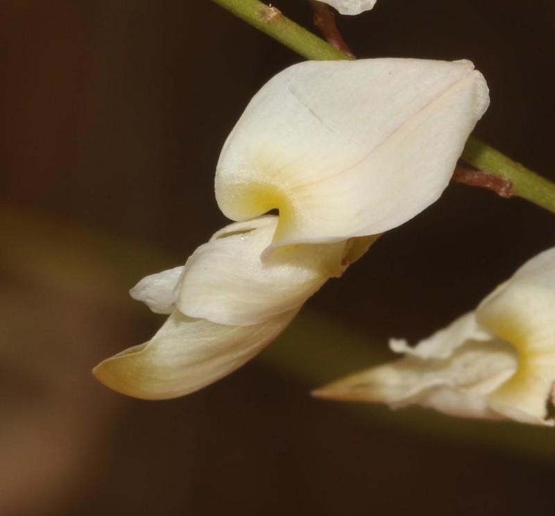 Wiborgia tetraptera