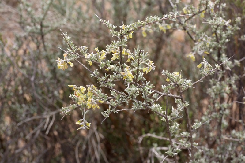 Wiborgia tetraptera photo 7