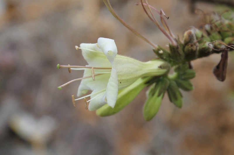 Wigandia crispa photo 8
