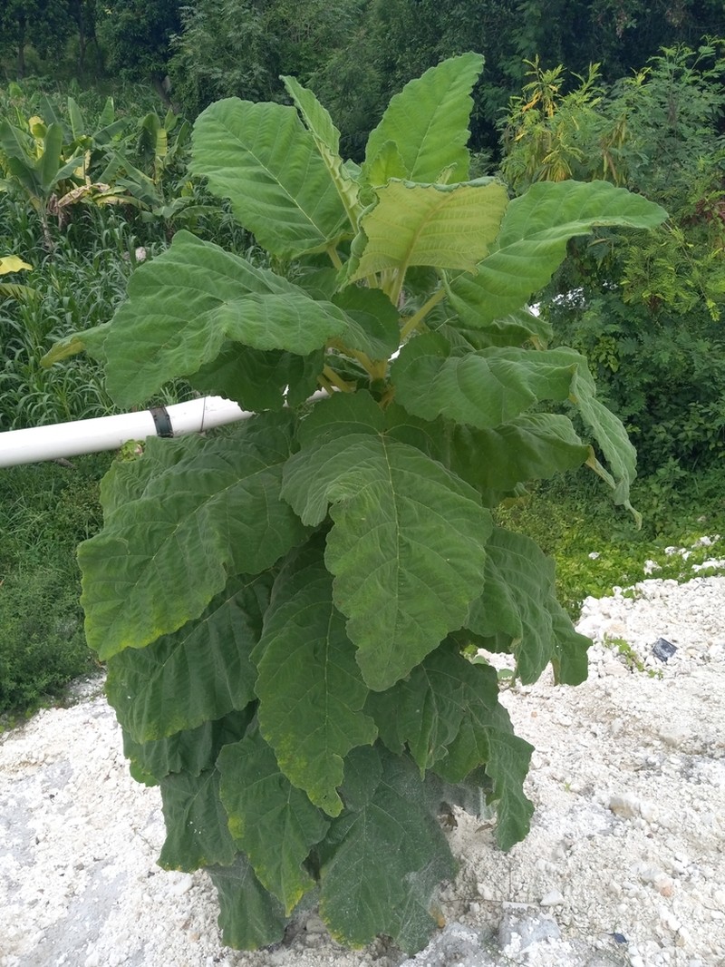Wigandia pruritiva photo 8