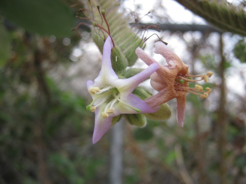 Caracus Wigandia photo 4