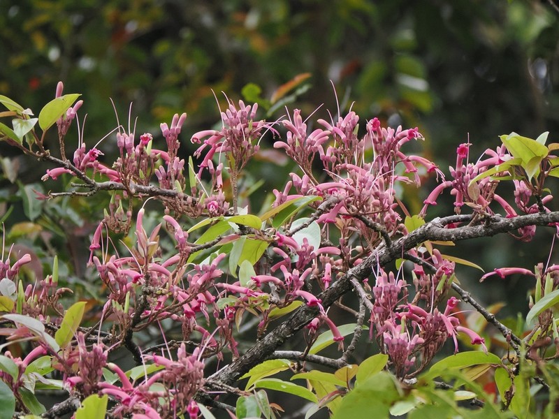 Wightia borneensis