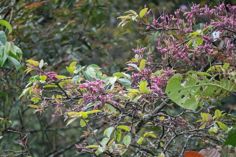 Wightia borneensis photo 3