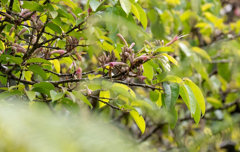 Wightia borneensis photo 4