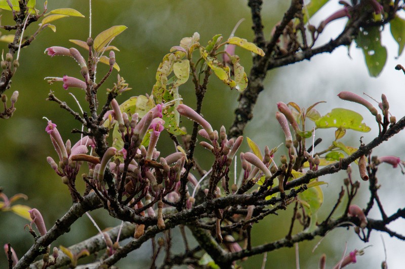 Wightia borneensis photo 5