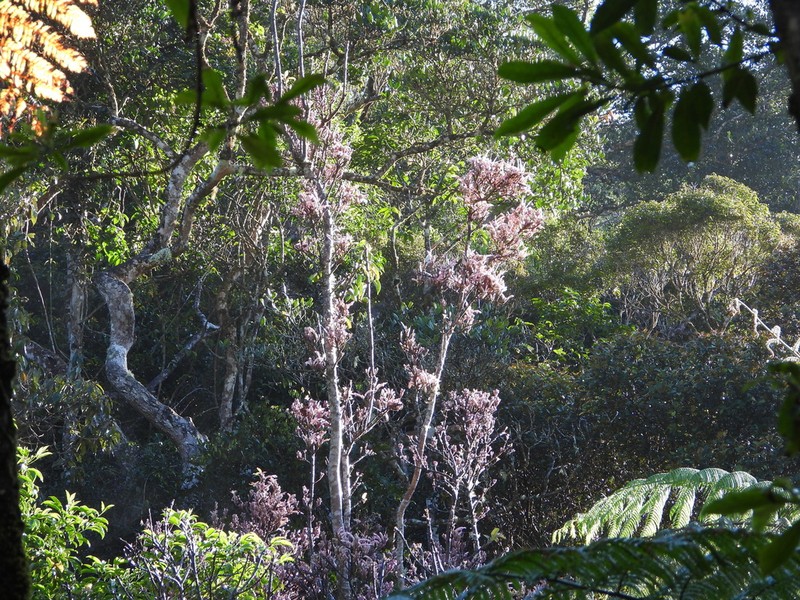 Wightia borneensis photo 6
