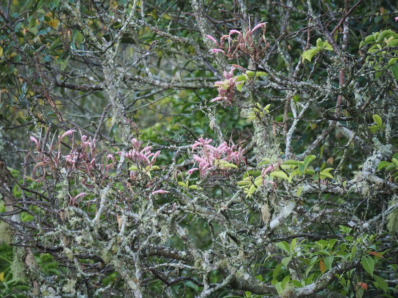Wightia borneensis photo 7