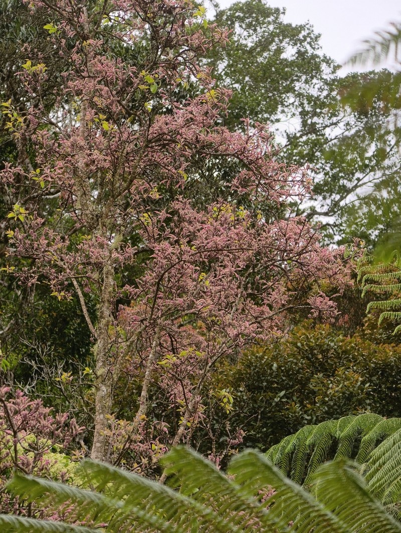 Wightia borneensis photo 8