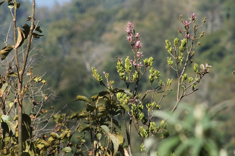 Wightia speciosissima