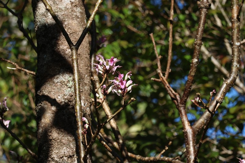 Wightia speciosissima photo 2