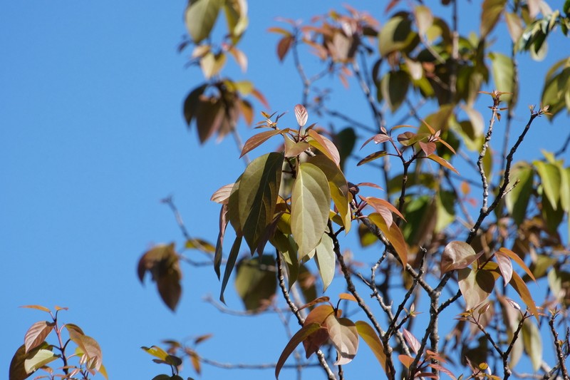 Wightia speciosissima photo 3