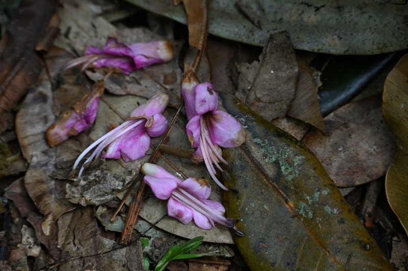 Wightia speciosissima photo 4