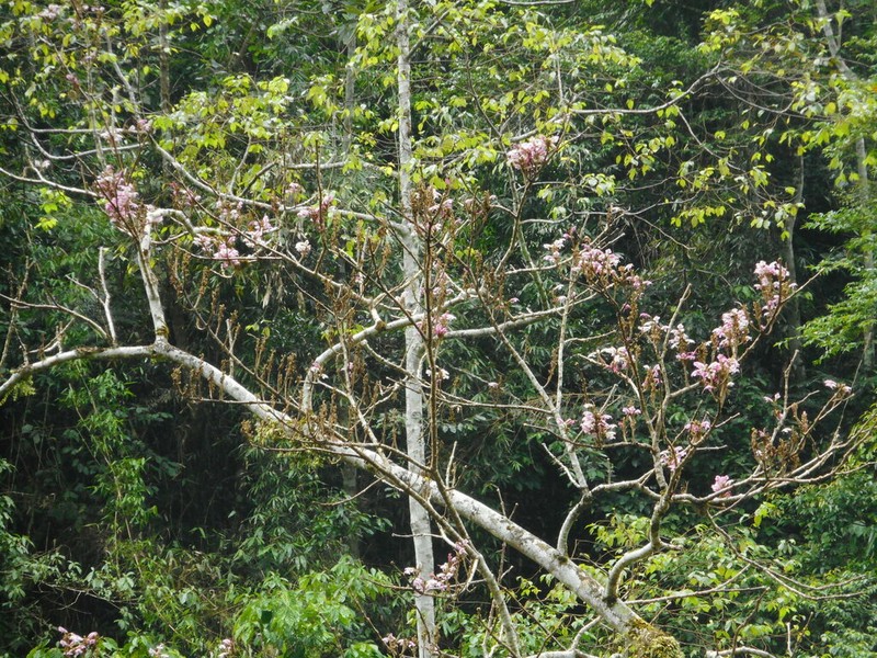 Wightia speciosissima photo 5