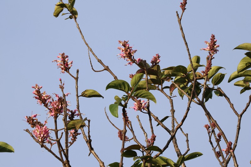 Wightia speciosissima photo 6