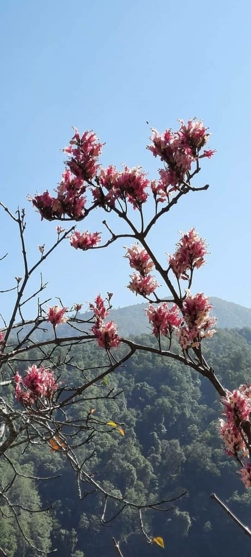 Wightia speciosissima photo 7