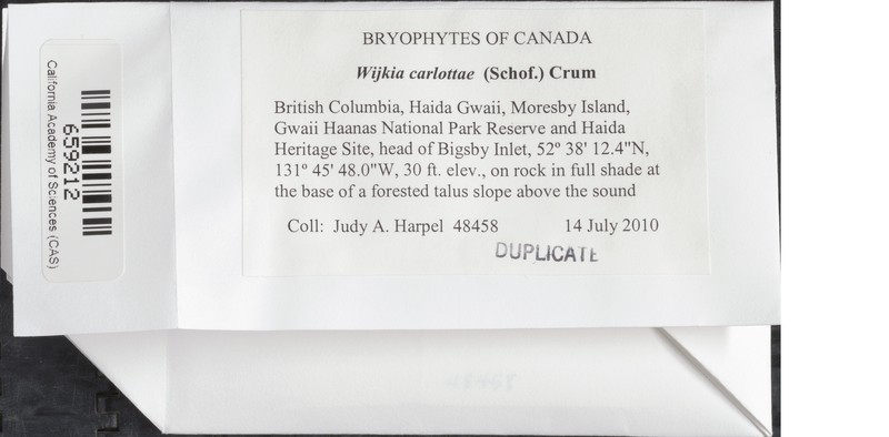 Carlott's Wijkia Moss