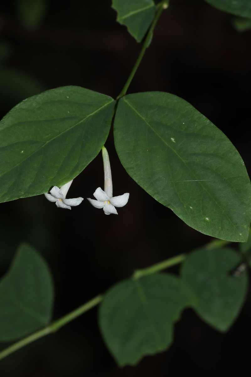 Wikstroemia albiflora photo 2