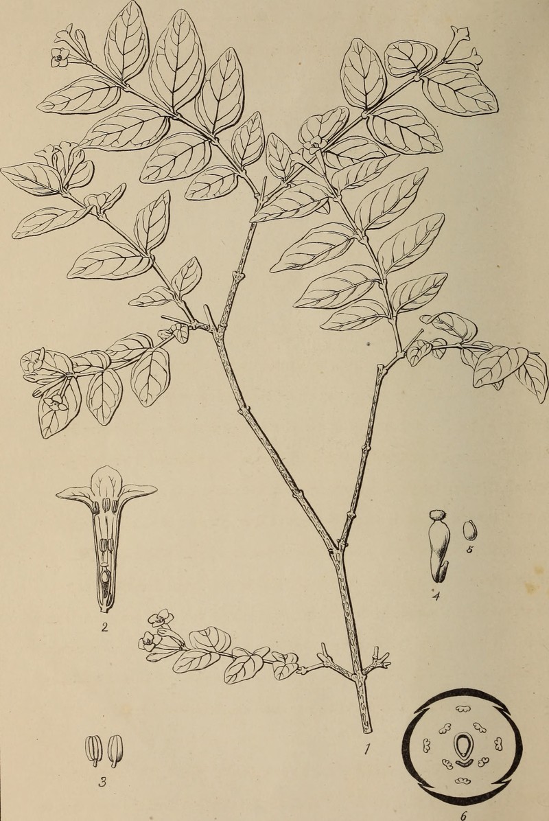 Wikstroemia albiflora
