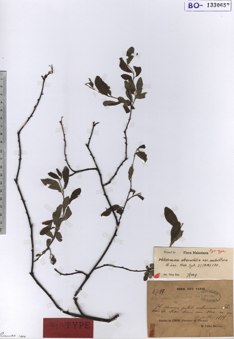 Wikstroemia alternifolia