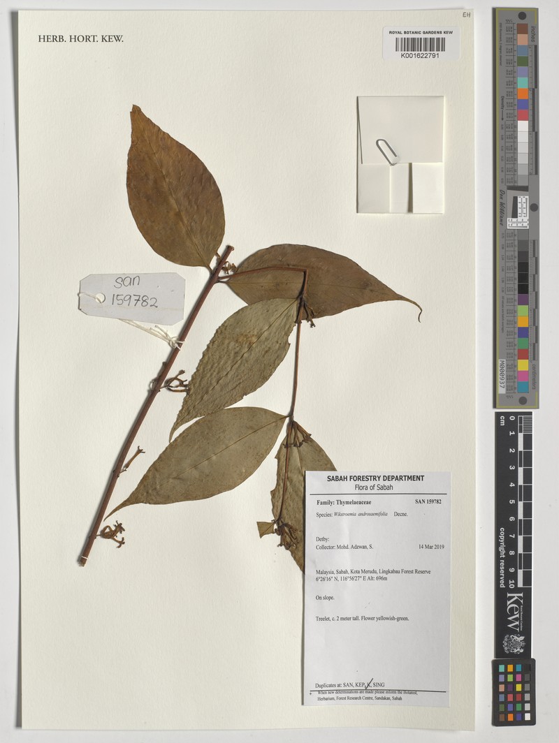 Wikstroemia androsaemifolia