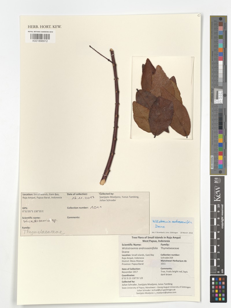 Wikstroemia androsaemifolia photo 2