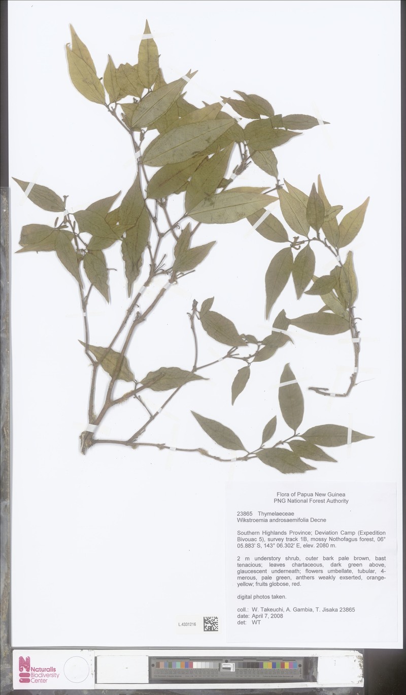 Wikstroemia androsaemifolia photo 3