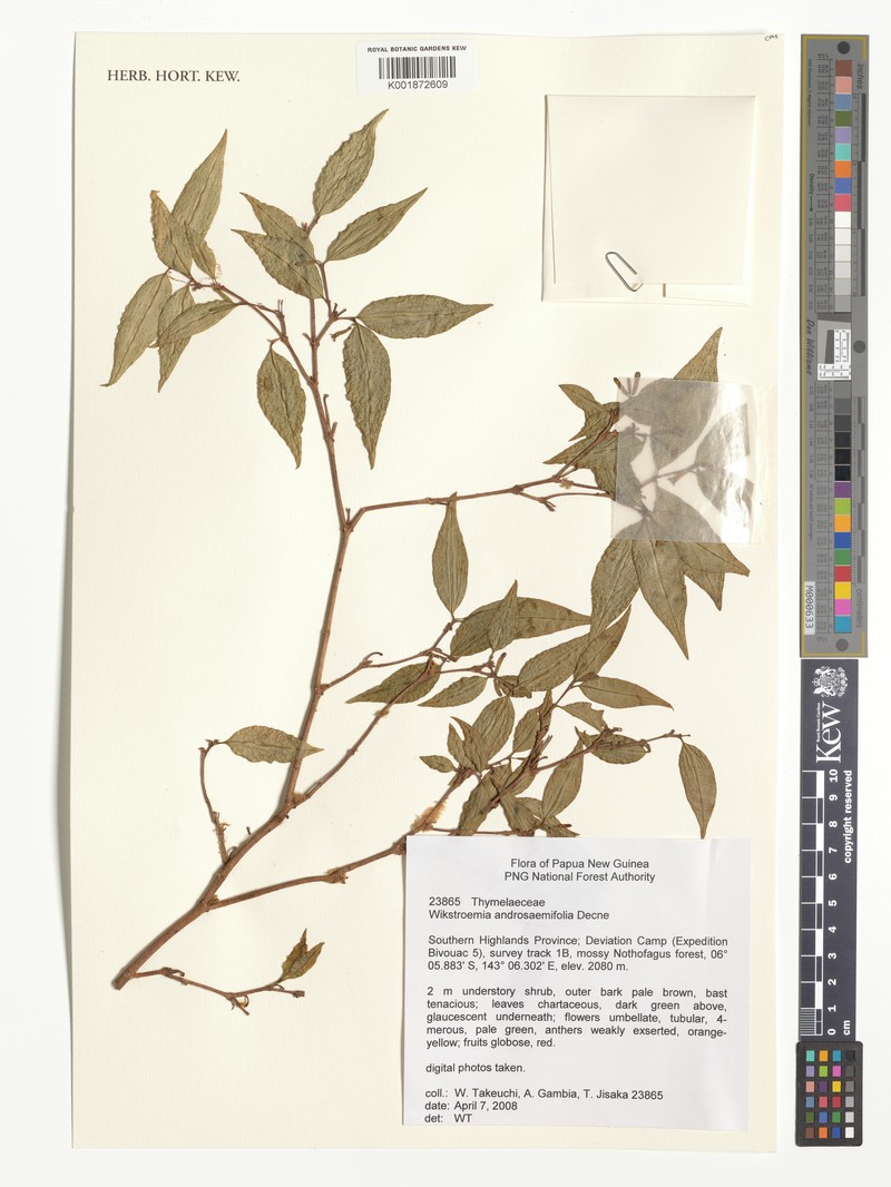 Wikstroemia androsaemifolia photo 4