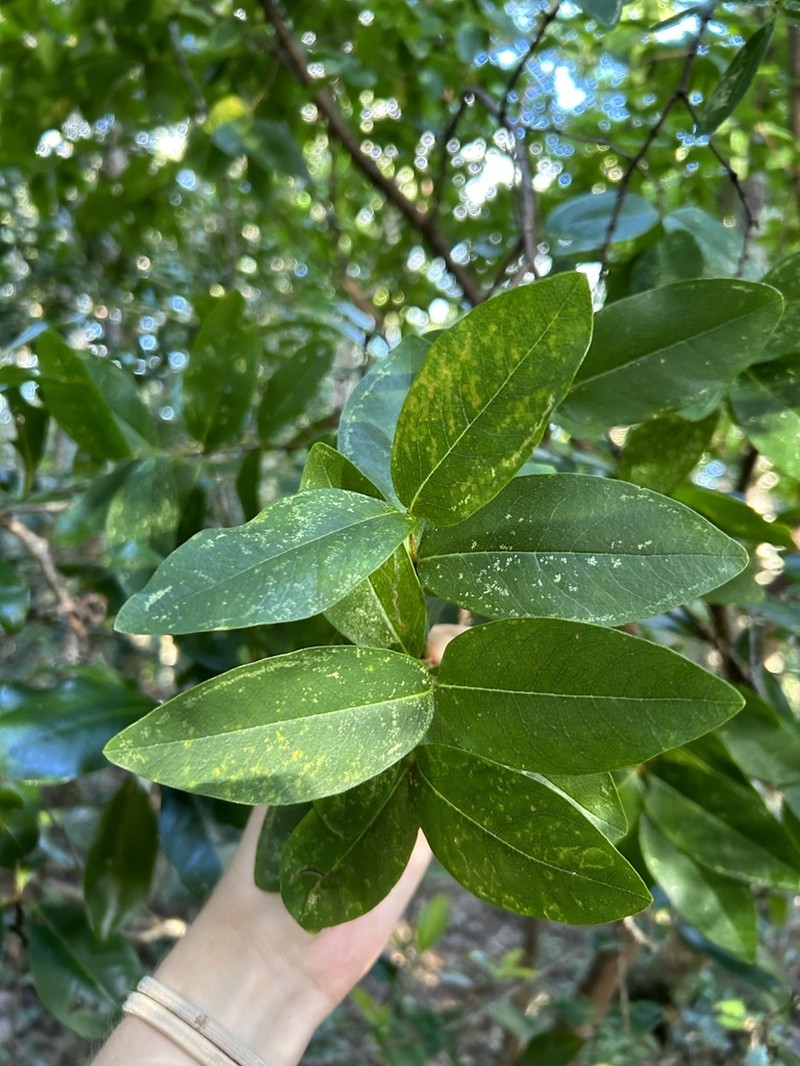 Wikstroemia australis