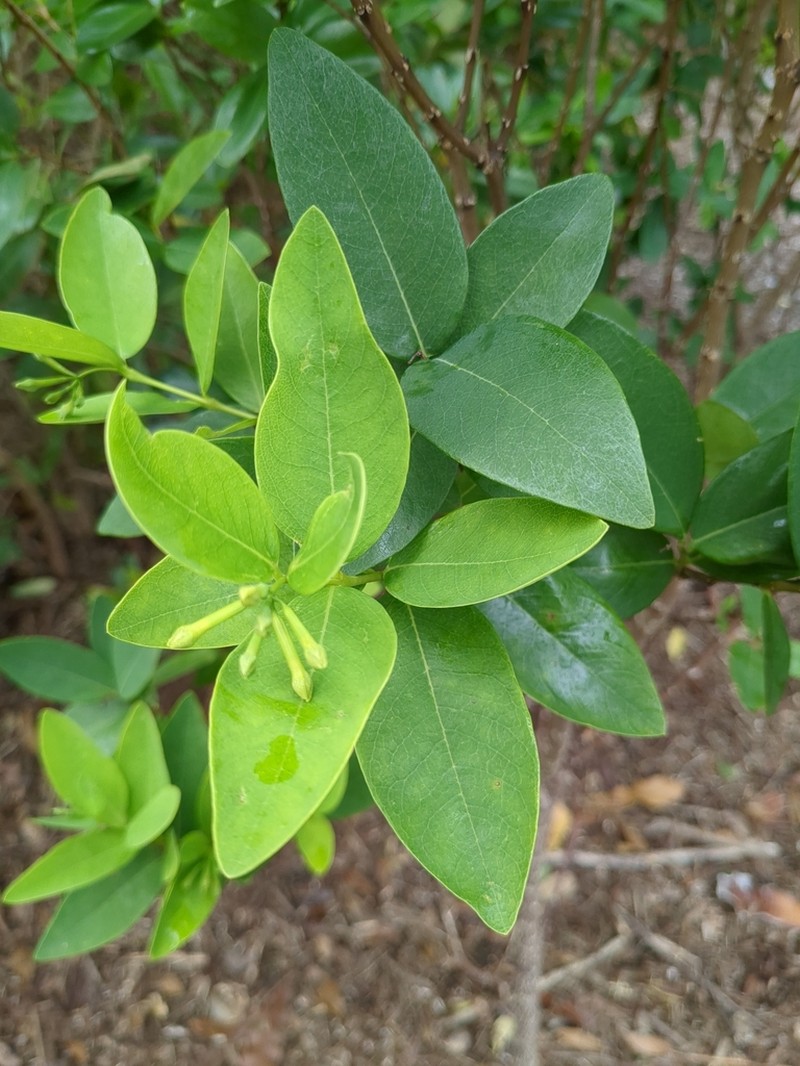 Wikstroemia australis photo 2