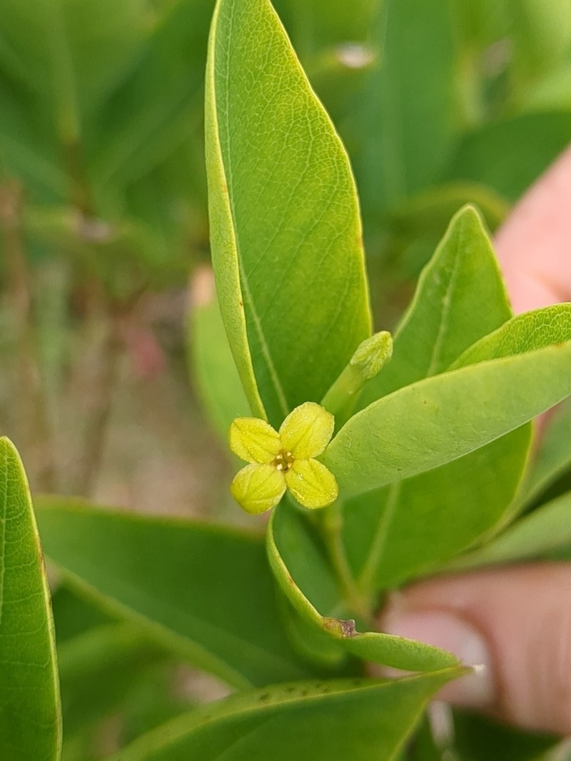 Wikstroemia australis photo 3