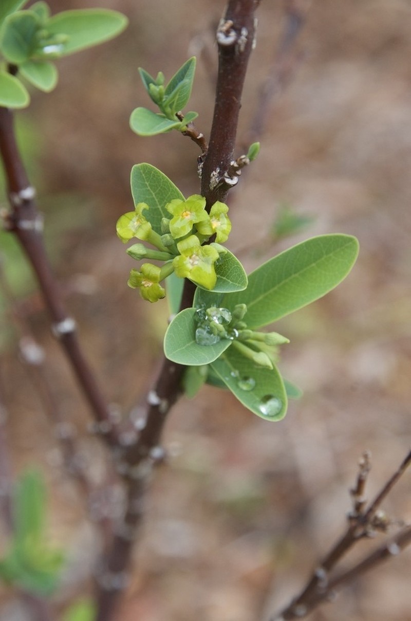 Wikstroemia australis photo 4