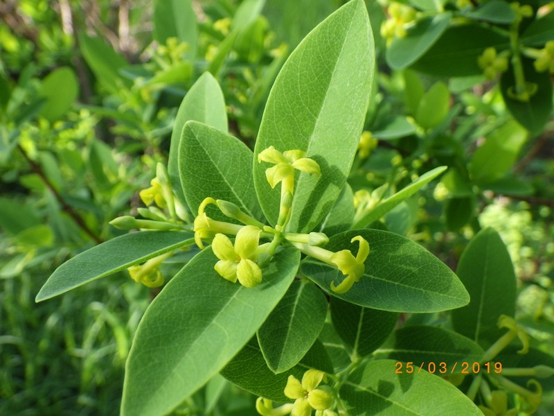 Wikstroemia australis photo 5