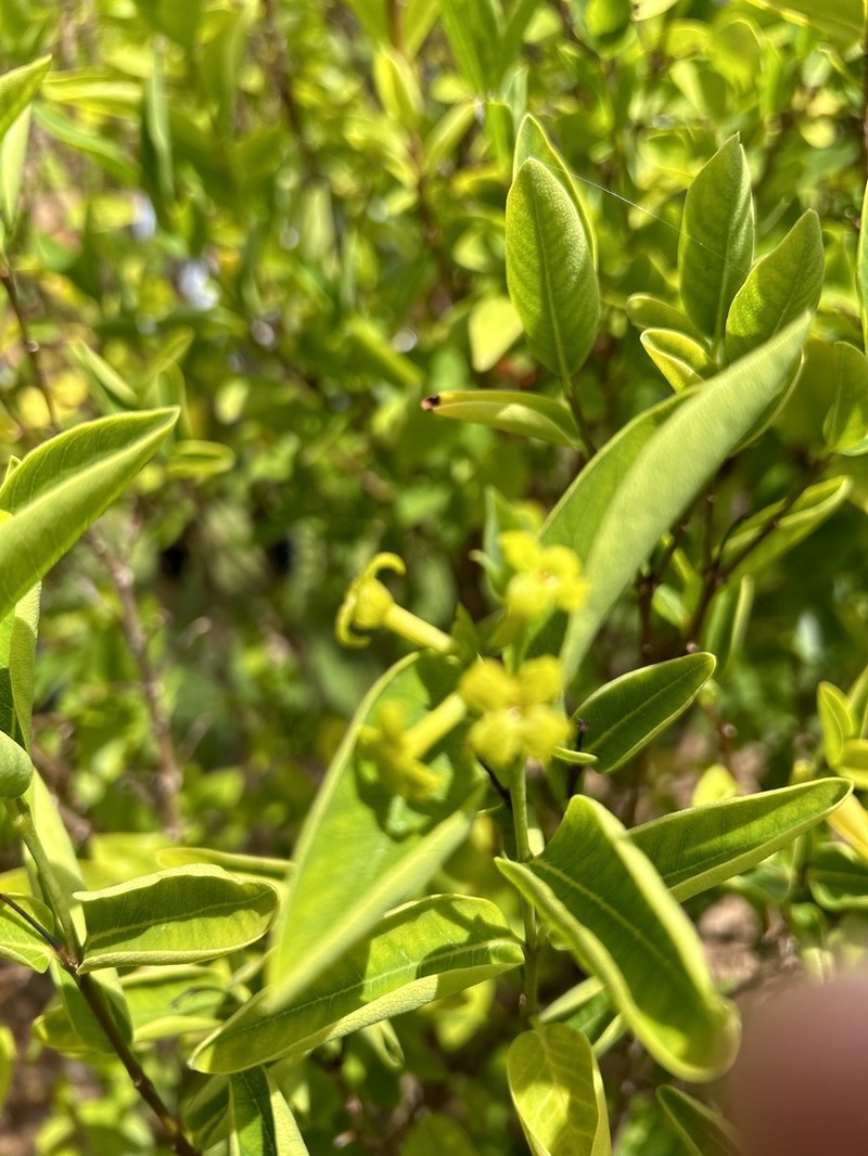 Wikstroemia australis photo 6