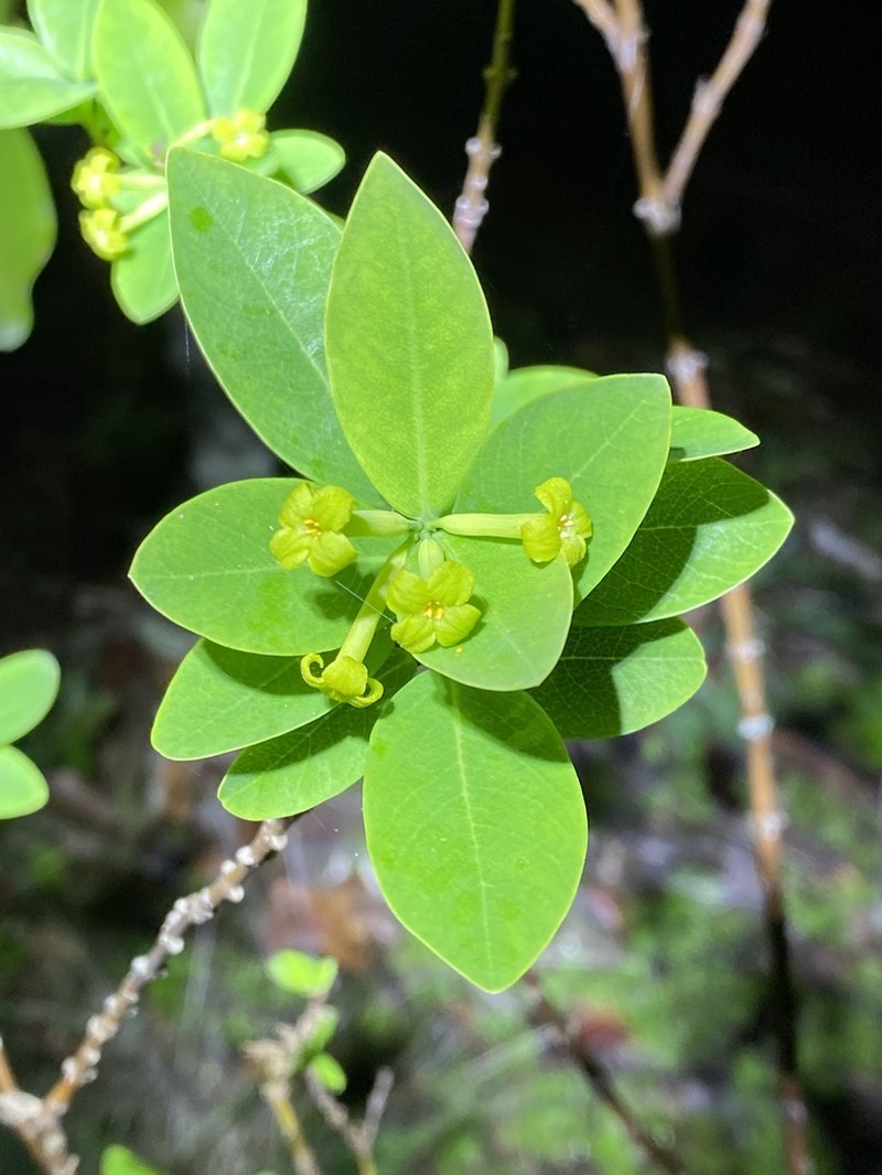 Wikstroemia australis photo 7