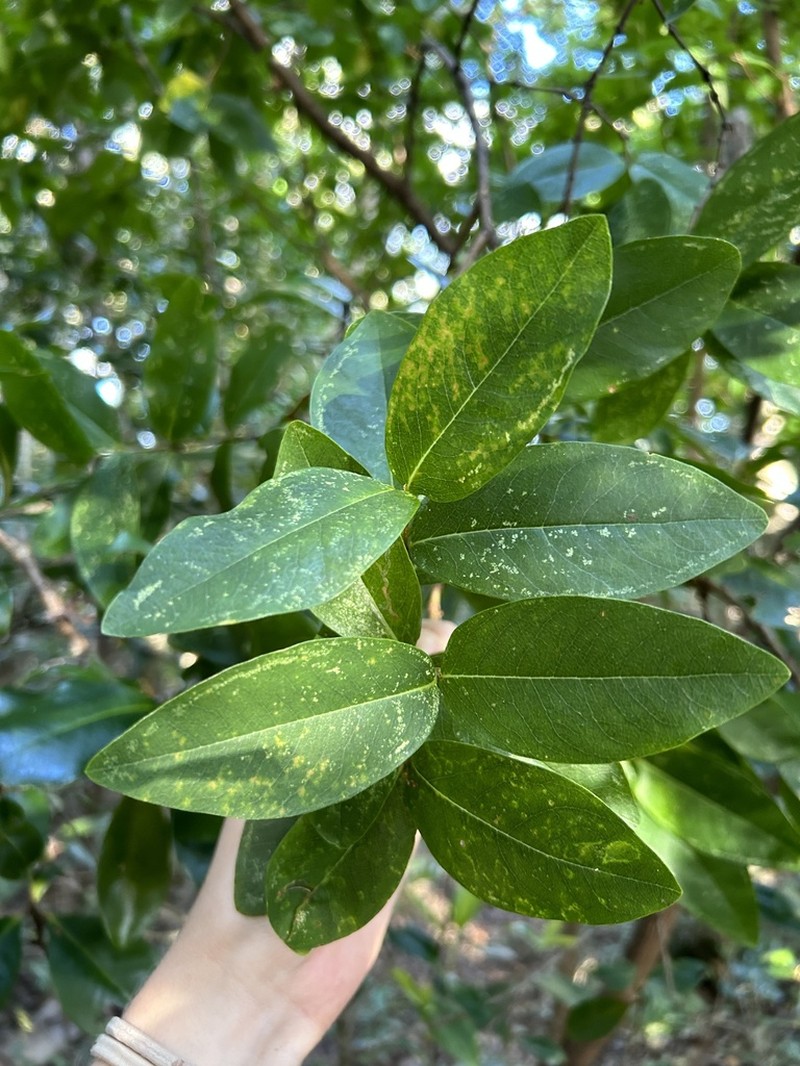 Wikstroemia australis photo 8