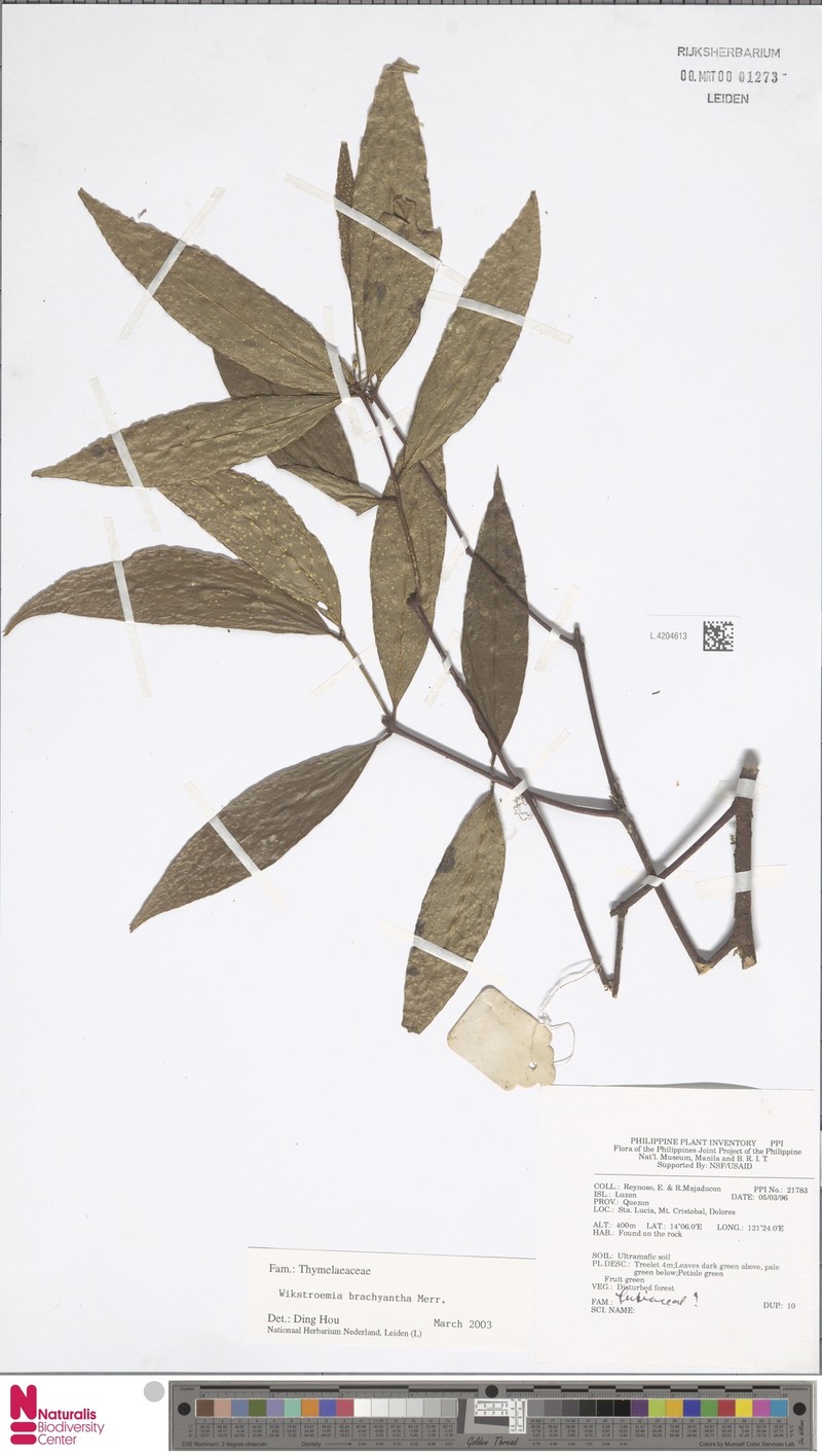 Wikstroemia brachyantha