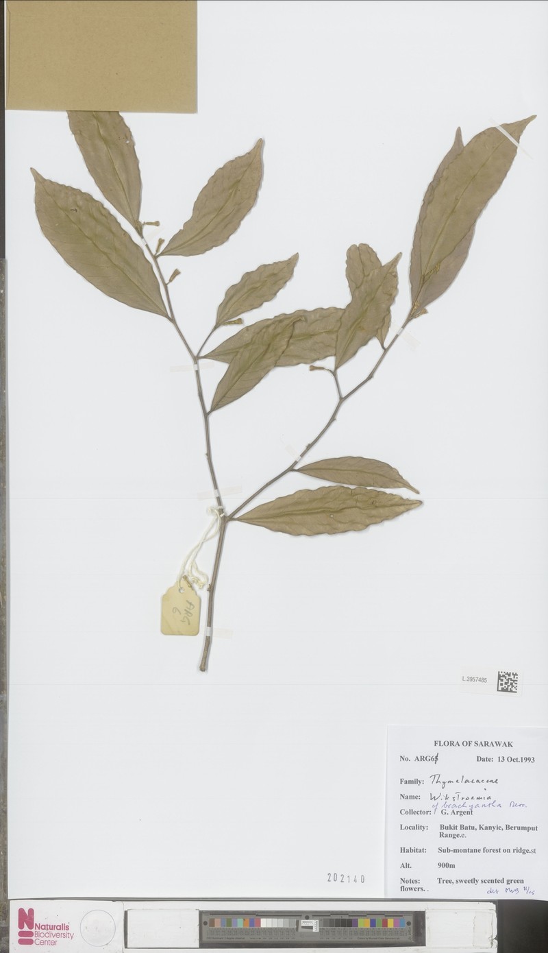 Wikstroemia brachyantha photo 2