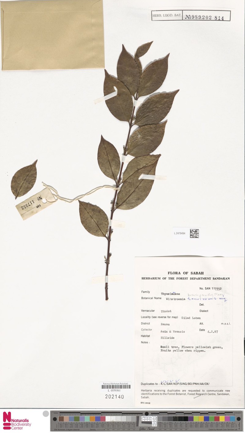 Wikstroemia brachyantha photo 3