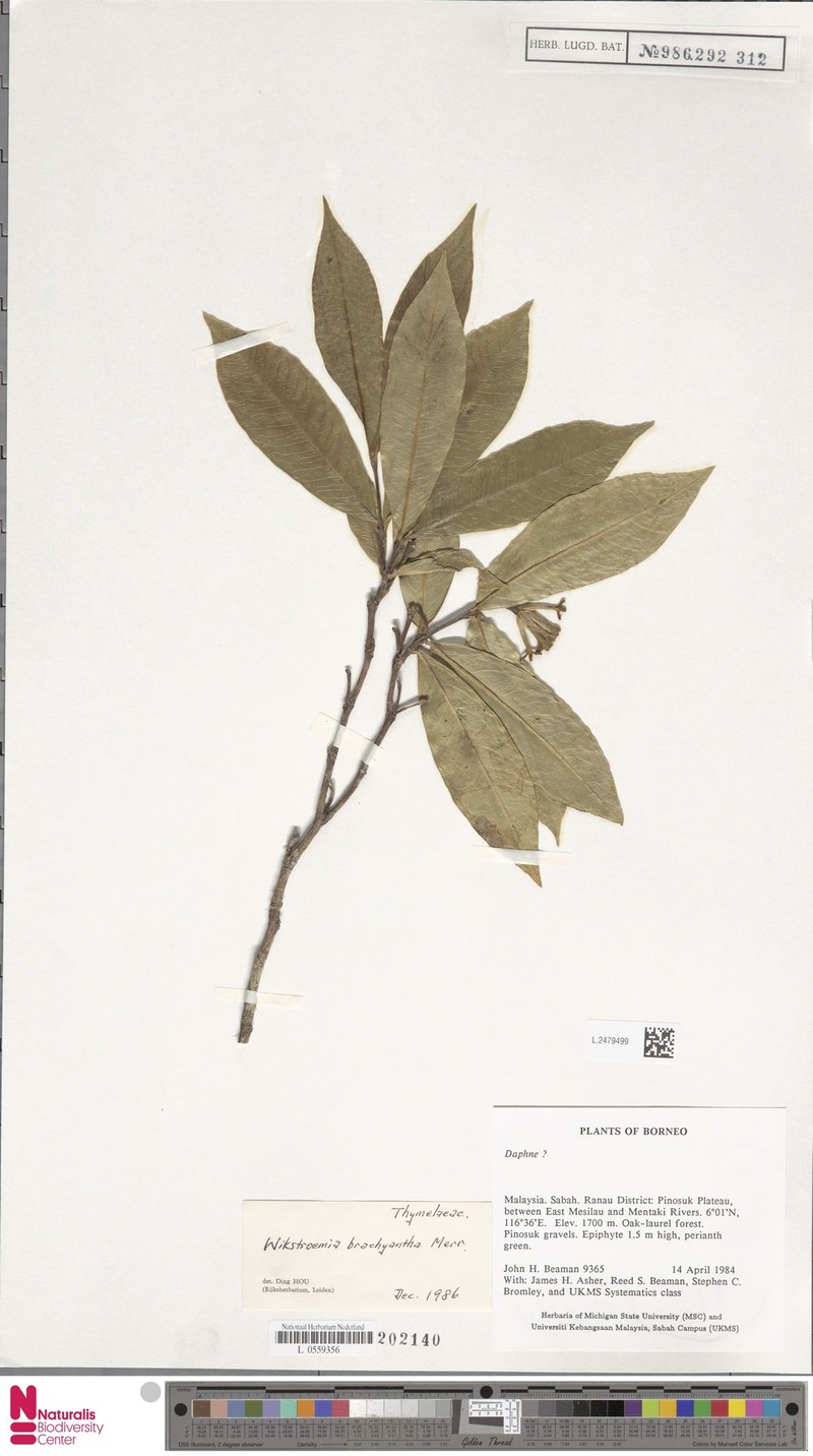 Wikstroemia brachyantha photo 4