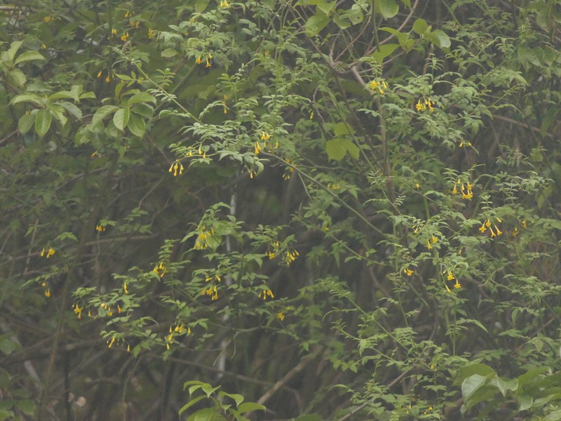 Wikstroemia canescens photo 2