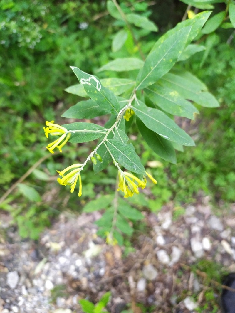 Wikstroemia canescens photo 4
