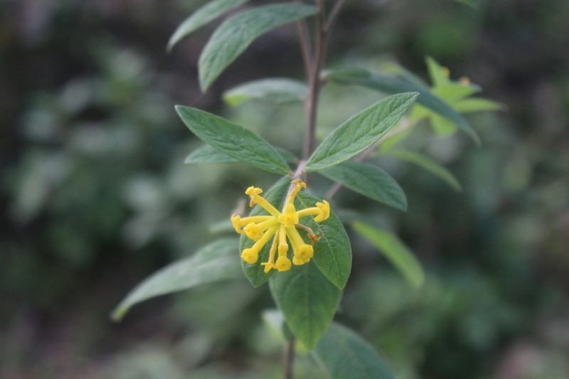 Wikstroemia canescens photo 5