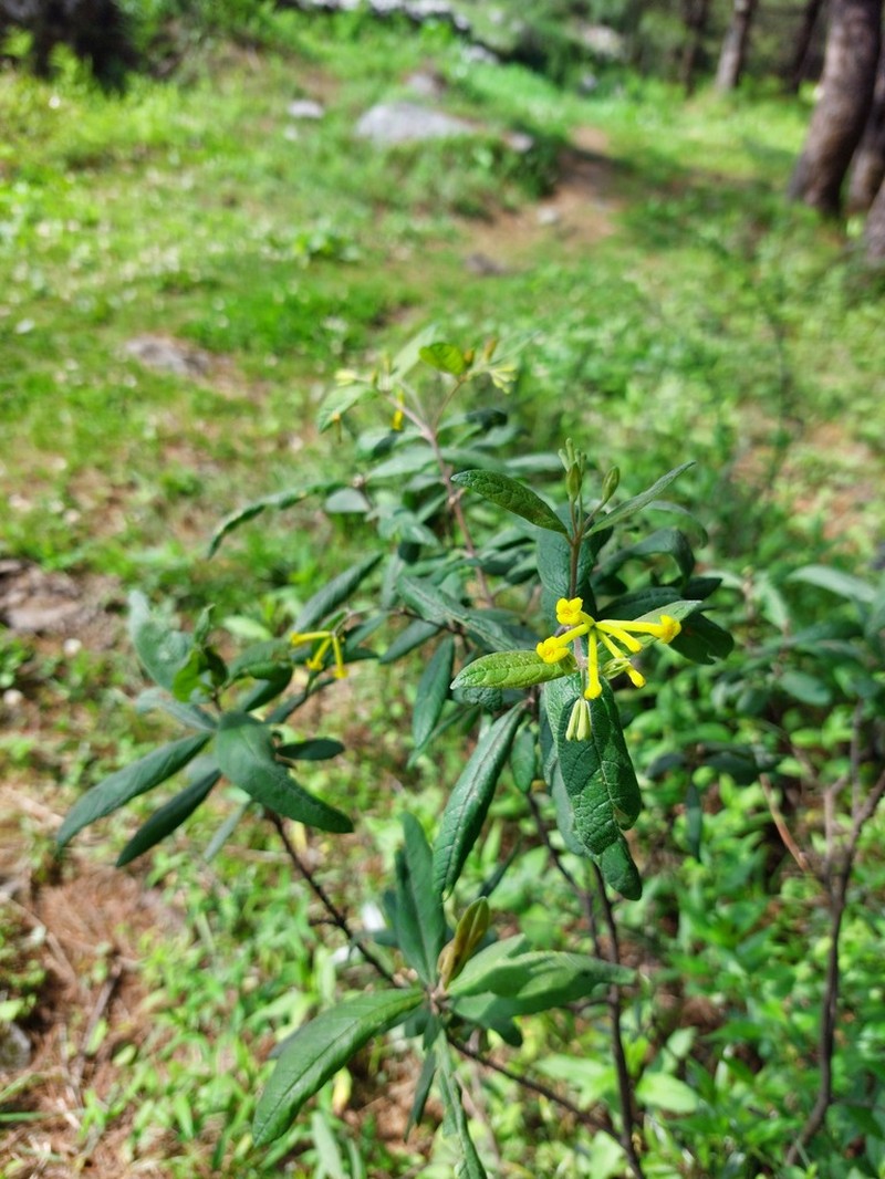 Wikstroemia canescens photo 6